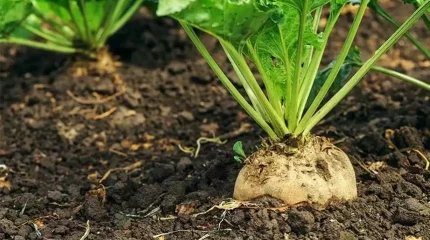 Алматы облысында қант қызылшасын егетін алқаптарда су тапшы