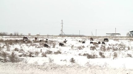 Түркістан облысында жайылымдық жер тапшы