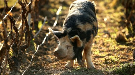 Поросята будут бороться с сорняками во французских виноградниках