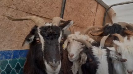 Матёрых скотокрадов задержали в Мангистауской области