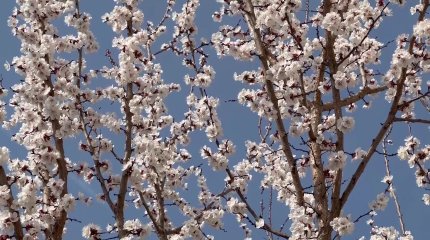 Шымкентте өрік ағашы гүлдей бастады