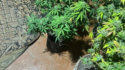 Небольшую плантацию конопли нашли дома у жителя Алматы