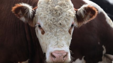 Опасные инфекции: в селах трех областей Казахстана вводят карантин