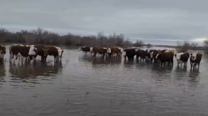 Стадо коров и табун лошадей вытащили из поднявшейся реки спасатели в Актюбинской области