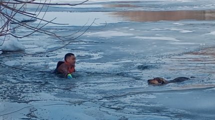 В Петропавловске из ледяной воды спасли собаку