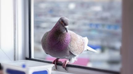 Голубь на подоконнике: о чем птица предупреждает хозяев?