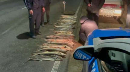 Маңғыстауда 120 келі бекіре балығы тәркіленді