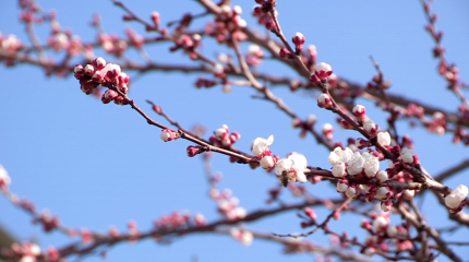 Шымкентте жеміс ағаштары гүлдеді