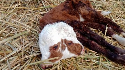 Төрт көзі, екі аузы бар бұзау