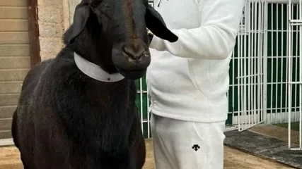 "Миллион" деген қошқар рекордтар кітабына енді