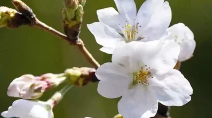 Токиода биыл сакура ерте гүлдеді