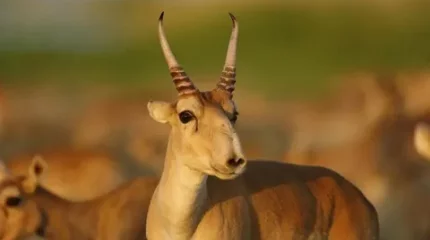 Мұзды суда қалып қойған 20 киік құтқарылды