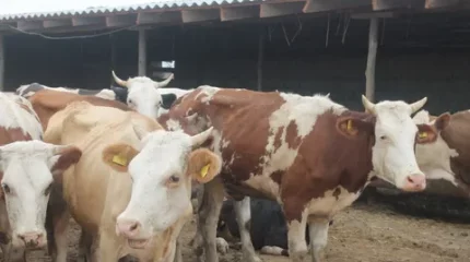 Қазақстан аумағынан ірі қара мал мен ұсақ мал әкетуге квота енгізіледі