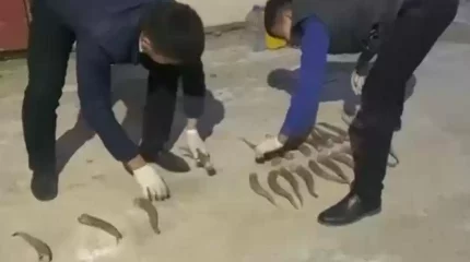 Қызылордада киік атқан қала тұрғыны ұсталды