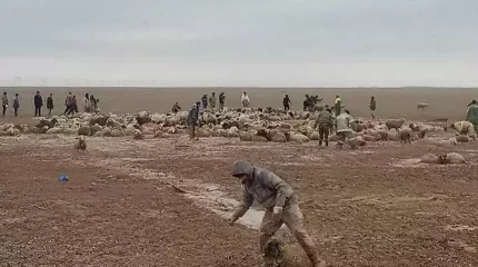 Алматы облысында екі мың қой батпаққа батып қалды