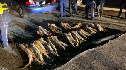 Маңғыстауда 150 келі бекіре тәркіленді