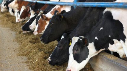 Елімізден ірі қара мен ұсақ малды әкетуге тыйым салынбақ