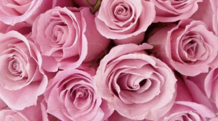 Цветов на 9,5 млн долларов купили казахстанцы с начала года