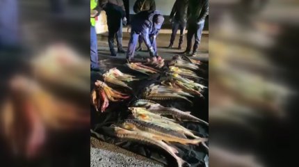 До трёх лет тюрьмы грозит двум жителям Мангистауской области за ловлю рыбы