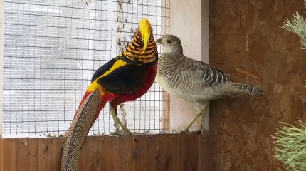 Жительница Петропавловска променяла городскую квартиру на редких животных и птиц