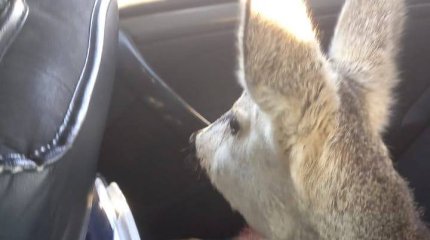 Спецоперацию по спасению косули развернули полицейские Костаная