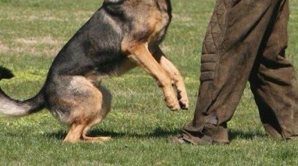 Защищая собаку убил человека: суд вынес приговор павлодарцу