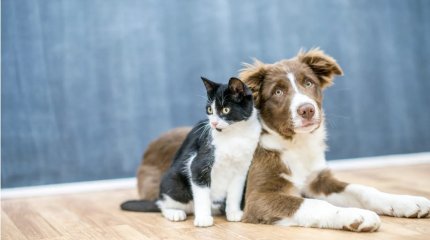 До трех лет тюрьмы будут давать за издевательства над животными в Испании