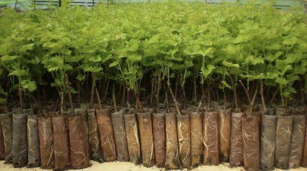 Посадите семейное дерево: бесплатные саженцы раздают в Актау