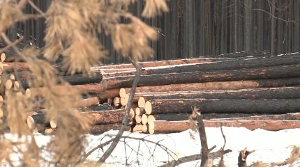 Әулиекөлде өртенген орманның ағаштары сатылып жатыр