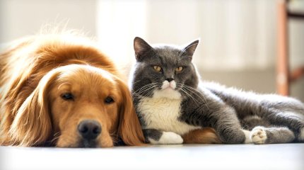 Как будут наказывать владельцев кошек и собак за несоблюдение новых правил