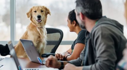 Европейцам разрешат приходить на работу с домашними животными