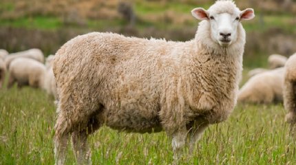 Батыс Қазақстандық шенеунік қызметтік кабинетінде қой сұраған