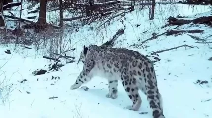 Жетісу Алатауында қар барысы мен арқарлар видеоға түсіп қалды