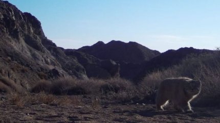 Шарын шатқалында "Қызыл кітапқа" енген жабайы мысық видеоға түсіп қалды