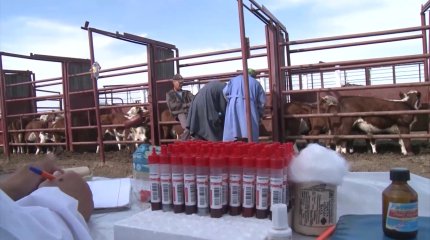 Тобыл өңіріндегі шаруашылықтан бруцеллез шықты