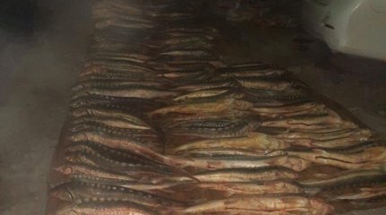 Атырауда заңсыз ауланған 417 кг бекіре тәркіленді