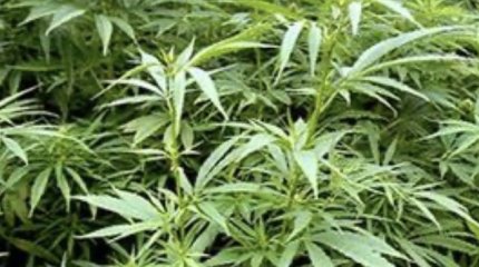 Кызылординец выращивал коноплю в огороде