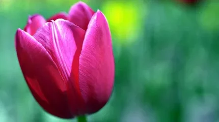 Түркістан ғалымдары өсірген қызғалдақ гүлдеді