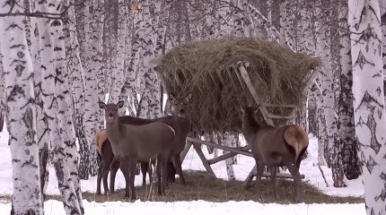 Около полусотни охотхозяйств на севере страны помогают диким животным пережить зиму