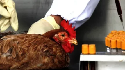 Чилиде құс тұмауы адамға жұқты