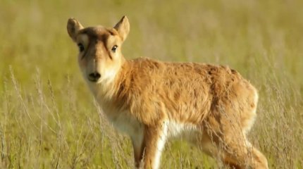 Биыл БҚО-дағы киік саны екі миллионнан асады