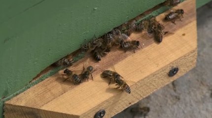 Түркістан облысында бал арасы қырылып жатыр