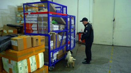 Контрабанду украшений на полмиллиарда тенге помогли пресечь столичные собаки-ищейки