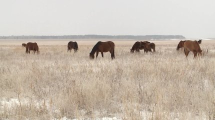 Елдімекен аумағындағы ауыл шаруашылық мақсатындағы жер салығы еселеп көбейді