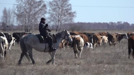 Павлодар облысында фермер ауыл іргесіндегі жерді 7 жылдан бері игермеген, ал жұрт мал жаятын жер таппай жүр