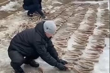 До пяти лет тюрьмы грозит жителю ЗКО за хранение рогов сайги