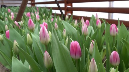 Три тысячи тюльпанов: бывший слесарь превратил свой дачный участок в цветочную империю