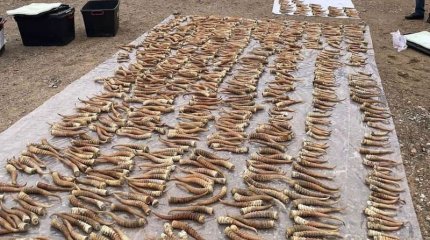 465 дана киік мүйізі тәркіленді