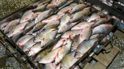 Қазақстанда балықтың кейбір түрлерін экспорттауға тыйым салынуы мүмкін