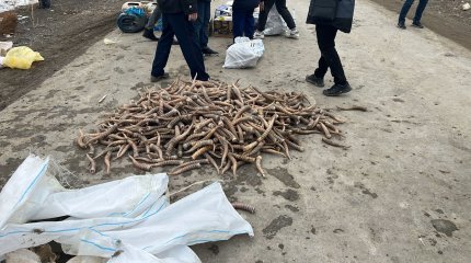 Атыраулық полицейлер 2500-ге жуық ақбөкен мүйіздерін тәркіледі